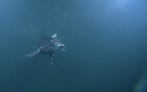 A video snapshot of a Harbour Seal taken by Ocean Networks Canada in the Straight of Georgia