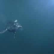 A video snapshot of a Harbour Seal taken by Ocean Networks Canada in the Straight of Georgia