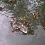 Men In Kilts-Victoria escorts family of ducks safely to Beacon Part 2Hill Park, duck pond.  Pt. 2