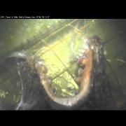 Giant Pacific Octopus at Forensic Experiment