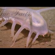 True Facts About The Sea Pig