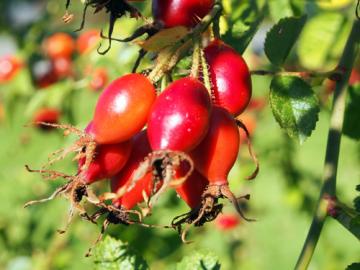 How To Make Locally Harvested Rosehip Jam Victoria And Region Community Green Map